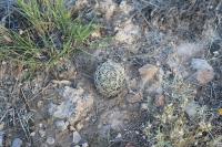 pa_1730_coryphantha_palmeri.jpg