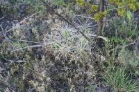 pa_1731_cylindropuntia_tunicata.jpg