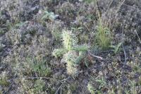 pa_1732_cylindropuntia_imbricata.jpg