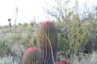 pa_1733_ferocactus_steinesii.jpg