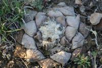 pa_1734_ariocarpus_retusus.jpg