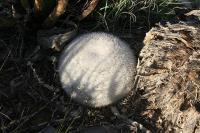 pa_1735_mammillaria_candida.jpg