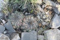 pa_1736_thelocactus_polycephalus.jpg