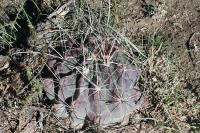 pa_1737_hamatocactus_hamatacanthus.jpg