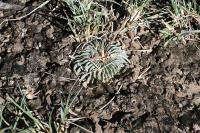 pa_1738_echinofossulocactus_pentacanthus.jpg