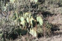pa_1739_opuntia_sp..jpg