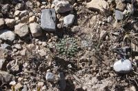 pa_173_mammillaria_formosa.jpg