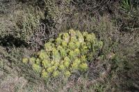 pa_1742_echinocereus_cinerascens_var._tulensis.jpg