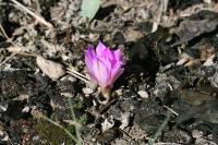 pa_1743_ariocarpus_kotschoubeyanus.jpg