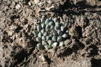 pa_1744_mammillaria_heyderi.jpg
