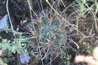 pa_1745_glandulicactu_uncinatus.jpg