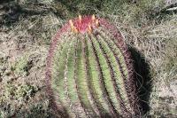 pa_1746_ferocactus_steinesii.jpg