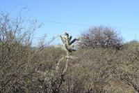 pa_1747_cylindropuntia_imbricata.jpg