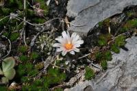 pa_1748_turbinicarpus_gracilis.jpg