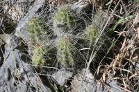 pa_1749_echinocereus_parkeri.jpg
