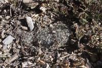 pa_174_mammillaria_weingartiana.jpg