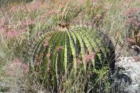 pa_1750_echinocactus_platyacanthus.jpg