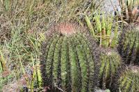 pa_1751_ferocactus_steinesii.jpg
