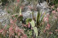 pa_1752_opuntia_sp..jpg