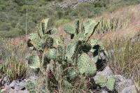 pa_1753_opuntia_sp..jpg