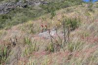 pa_1754_cylindropuntia_leptocaulis.jpg