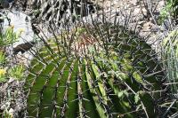 pa_1755_echinocactus_platyacanthus.jpg