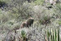 pa_1756_ferocactus_steinesii.jpg