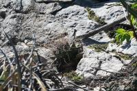 pa_1757_thelocactus_matudae.jpg