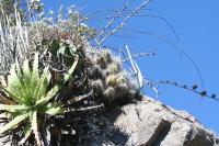 pa_1758_echinocereus_parkeri.jpg