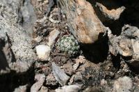pa_1760_turbinicarpus_gracilis.jpg