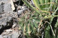 pa_1761_hamatocactus_hamatacanthus.jpg