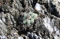 pa_1762_turbinicarpus_hofferi.jpg