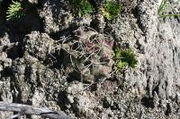 pa_1763_thelocactus_buekii.jpg
