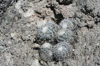 pa_1764_mammillaria_microthele.jpg