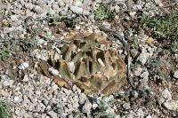 pa_1765_ariocarpus_confusus.jpg