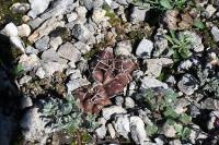 pa_1766_thelocactus_buekii.jpg