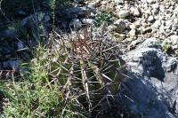 pa_1767_echinocactus_platyacanthus.jpg