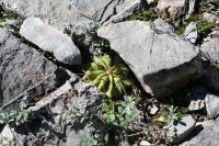 pa_1768_ferocactus_echidne.jpg