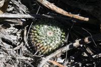 pa_1769_mammillaria_microthele.jpg