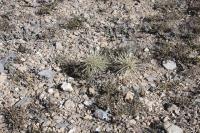 pa_176_cylindropuntia_tunicata.jpg