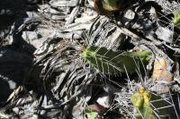pa_1770_echinocereus_pentalophus.jpg