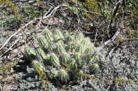 pa_1771_echinocereus_parkeri.jpg