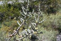 pa_1772_cylindropuntia_kleiniae.jpg