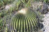 pa_1773_echinocactus_platyacanthus.jpg