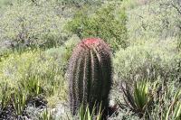pa_1774_ferocactus_steinesii.jpg