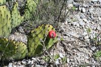 pa_1775_opuntia_stenopetala.jpg