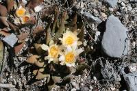 pa_1776_ariocarpus_confusus_zluty.jpg