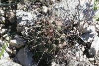 pa_1777_thelocactus_buekii.jpg