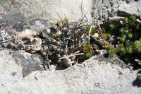 pa_1778_turbinicarpus_gracilis.jpg