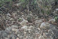 pa_1779_hamatocactus_hamatacanthus.jpg